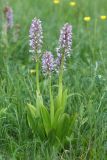 Orchis militaris. Цветущие растения (высота левого растения 40 см). Волгоградская обл., Серафимовичский р-н, Трясиновское с/п, окр. хутора Себряков, природный парк \"Усть-Медведицкий\", дол. р. Медведица, возвышенный участок влажного солонцеватого пойменного луга. 25 мая 2021 г.