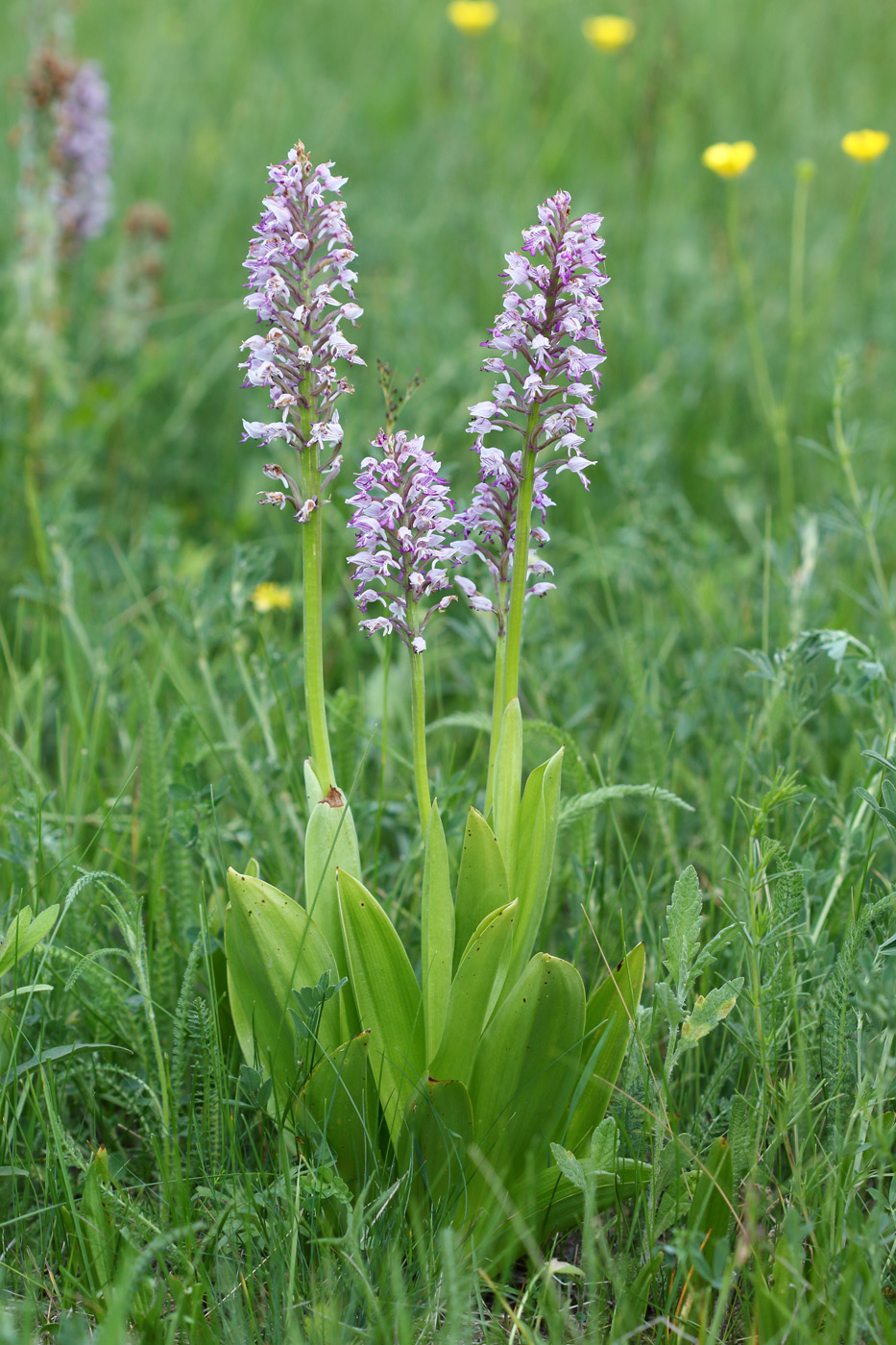 Image of Orchis militaris specimen.