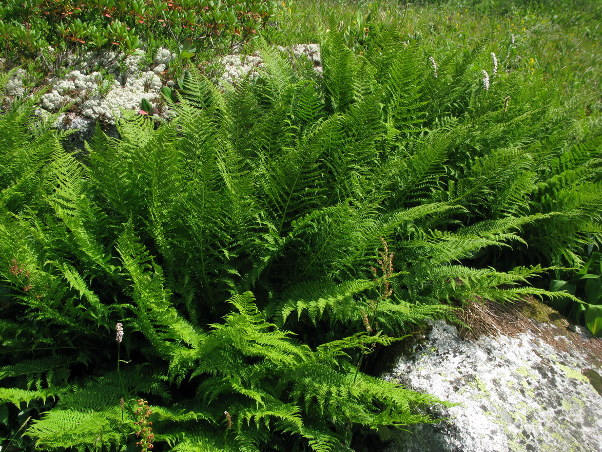 Изображение особи Athyrium distentifolium.