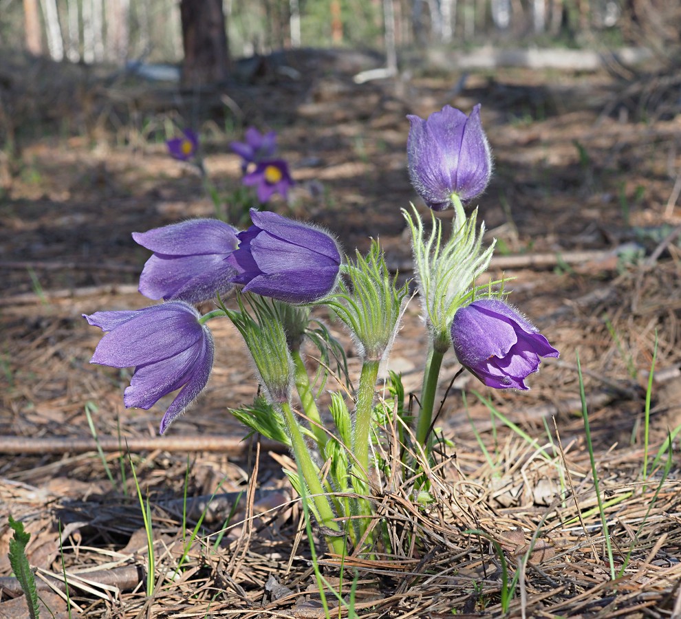 Image of Pulsatilla patens specimen.