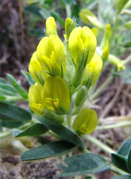 Изображение особи Astragalus polyphyllus.