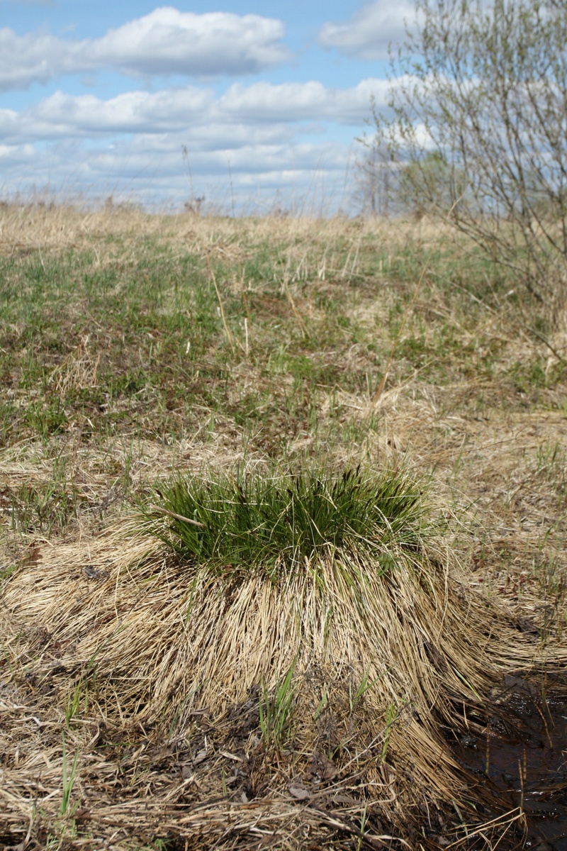 Изображение особи Carex appropinquata.