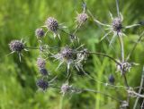 Eryngium planum