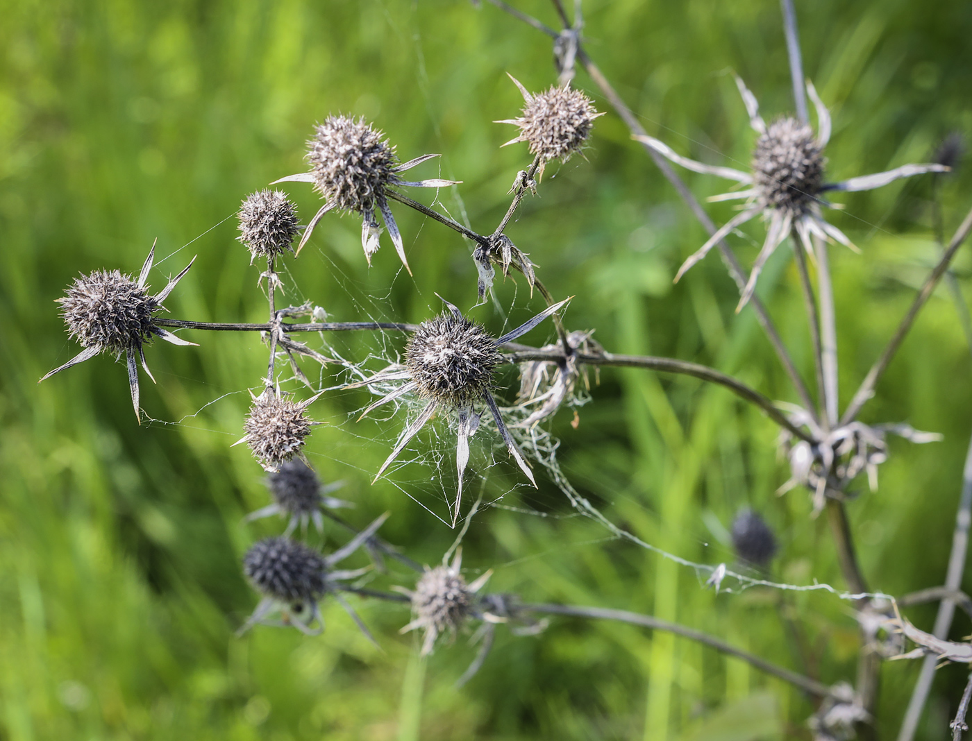 Image of Eryngium planum specimen.