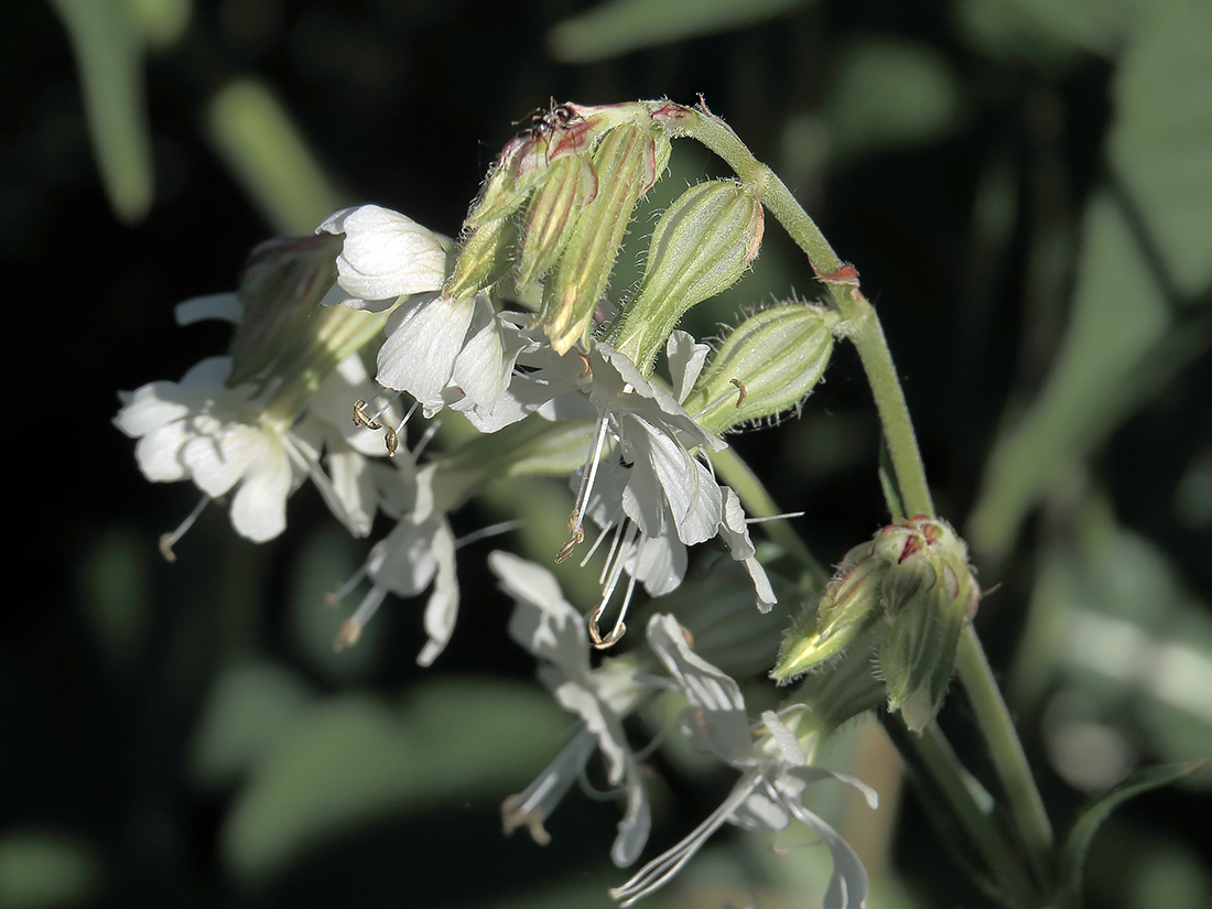 Изображение особи Silene dichotoma.