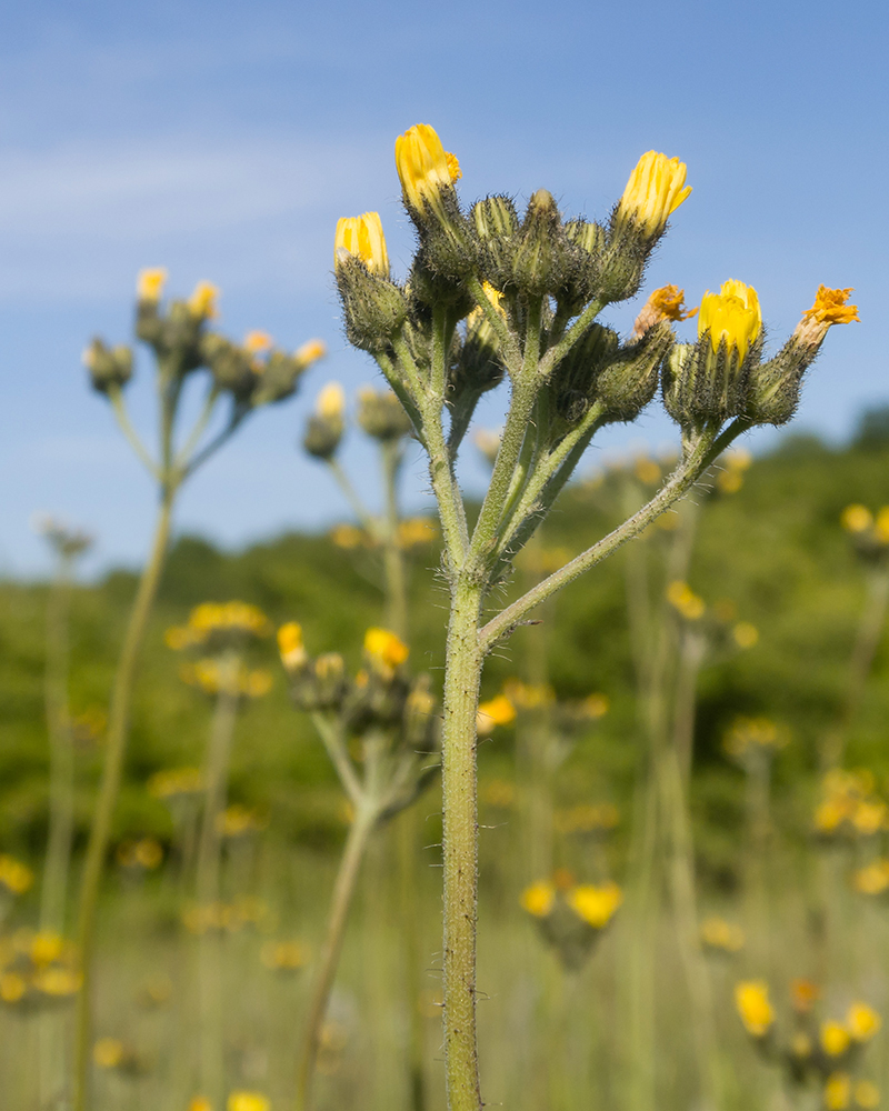 Image of Pilosella &times; auriculoides specimen.