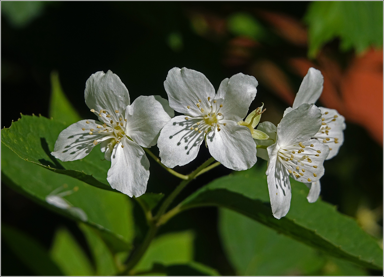 Изображение особи род Philadelphus.