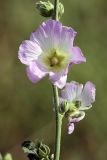 Alcea litwinowii