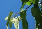 Cerasus avium