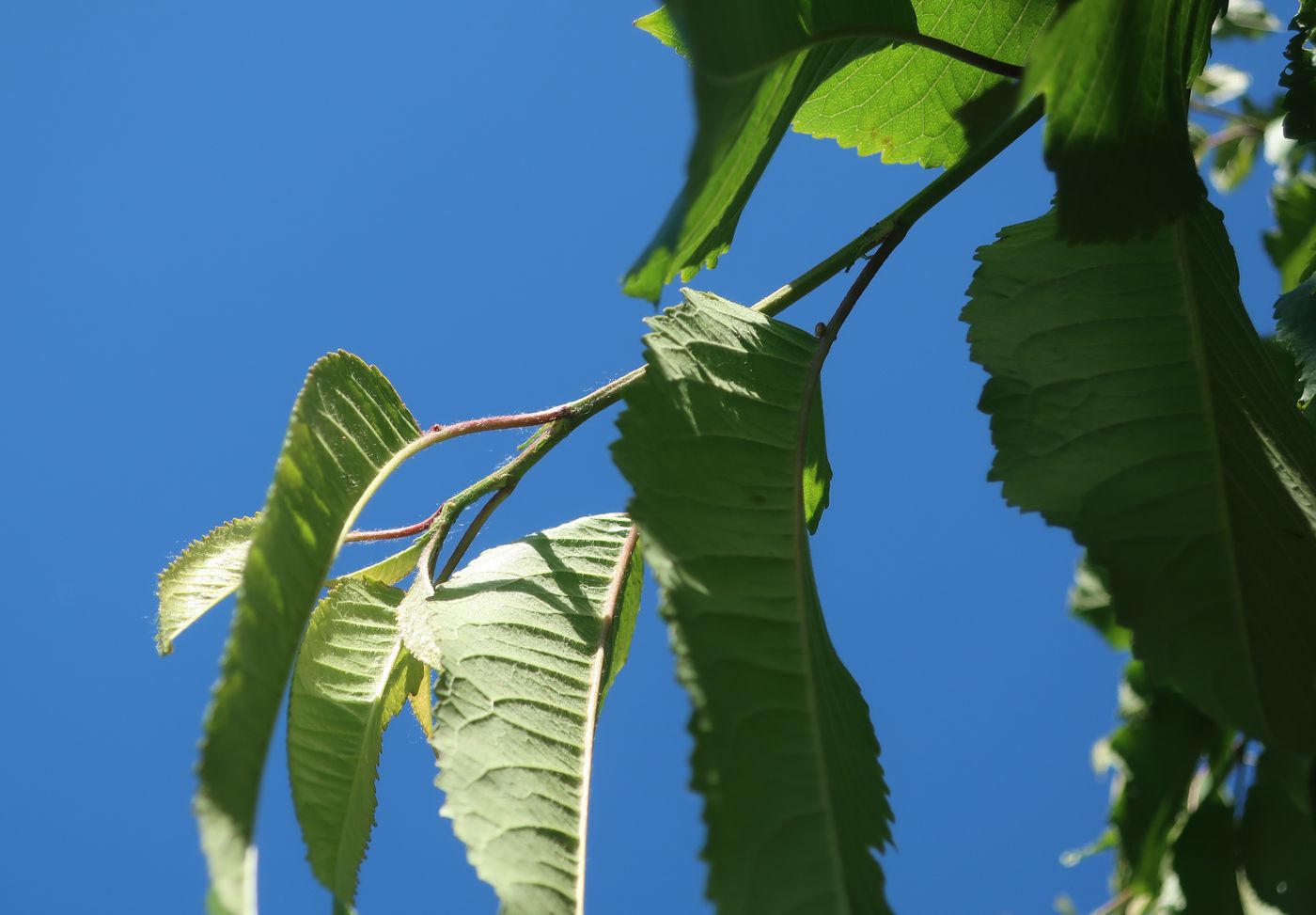 Image of Cerasus avium specimen.