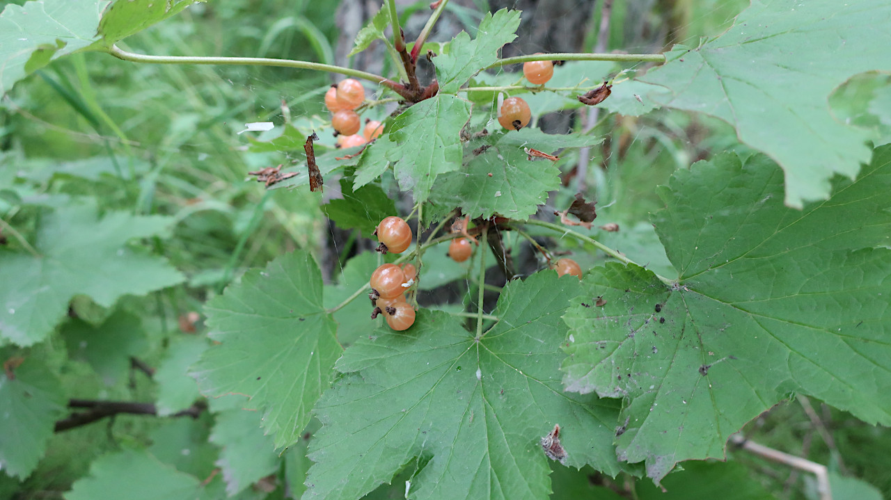 Изображение особи Ribes pallidiflorum.