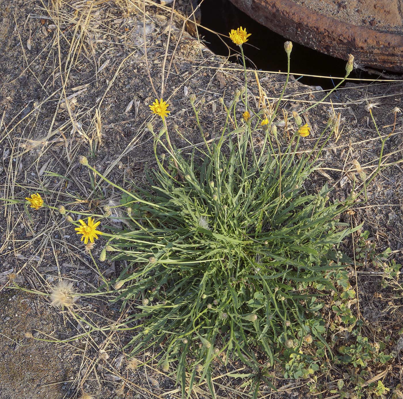 Image of Scorzoneroides autumnalis specimen.