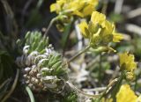 Draba aizoides. Побег (?) с соцветием. Испания, автономное сообщество Каталония, провинция Жирона, комарка Рипольес, муниципалитет Сеткасес, окр. курорта \"Вальтер 2000\", ≈2200 м н.у.м., каменистый луг. 15.05.2022.