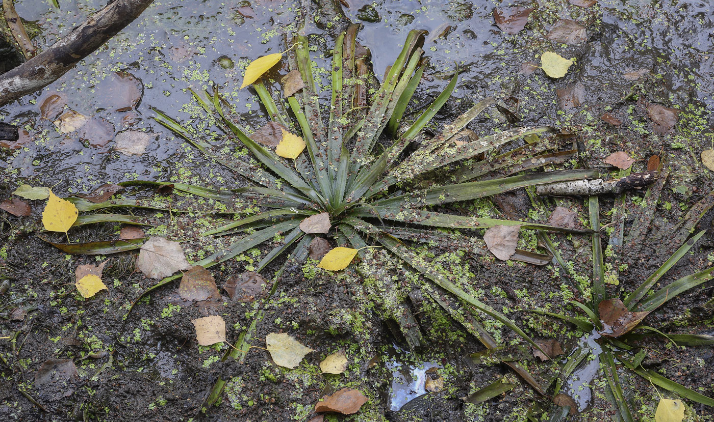 Image of Stratiotes aloides specimen.