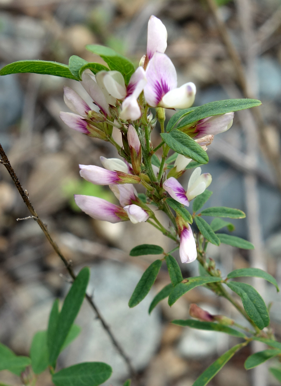 Image of Lespedeza juncea specimen.