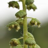 Image of taxon representative. Author is Лариса Крайник