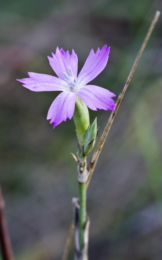 Изображение особи род Dianthus.