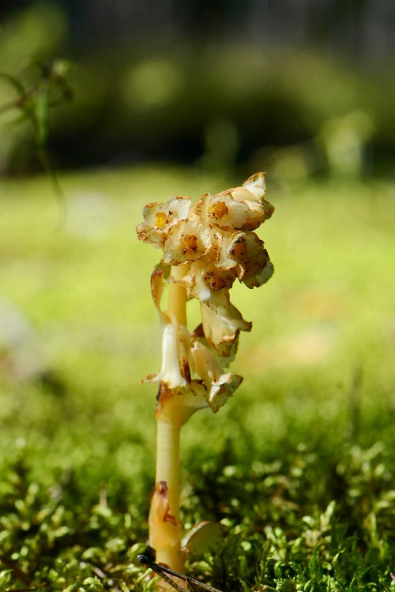 Image of Hypopitys monotropa specimen.