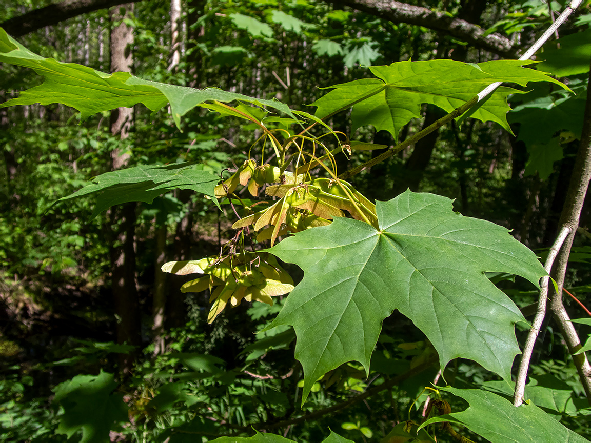 Image of Acer platanoides specimen.