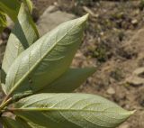 genus Populus. Листья с повреждениями (вид на абаксиальную поверхность). Приморский край, Хасанский р-н, Зарубинское гор. пос., окр. с. Витязь, обочина каменистой дороги к бух. Теляковского. 09.05.2022.