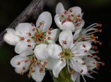 familia Rosaceae. Цветки. Санкт-Петербург, парк Ботанического сада БИН РАН, в культуре. 22.05.2022.