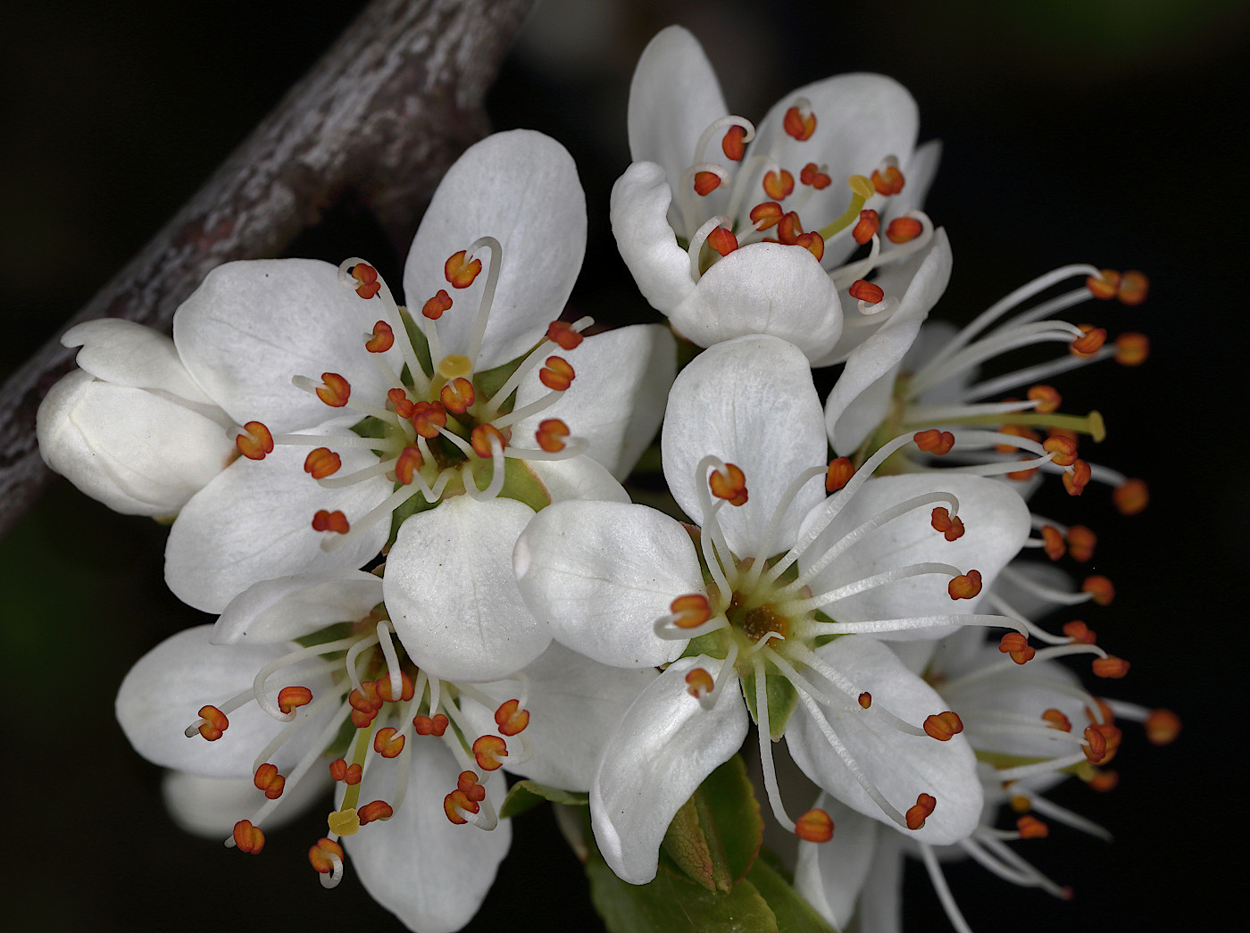 Image of familia Rosaceae specimen.