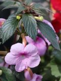 Achimenes grandiflora