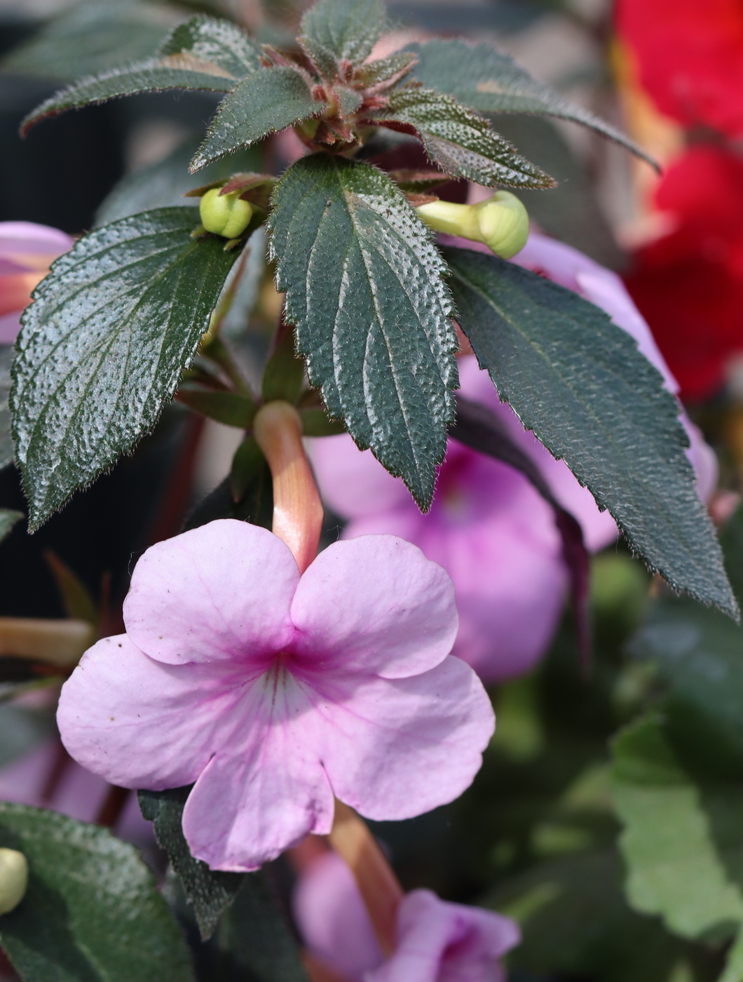 Image of Achimenes grandiflora specimen.