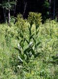 Veratrum lobelianum. Цветущие растения. Московская обл., Раменский р-н, окр. дер. Хрипань, просека под ЛЭП. 19.06.2010.