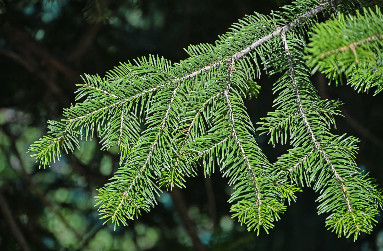 Image of Abies semenovii specimen.
