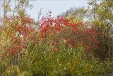 Sorbus aucuparia