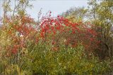 Sorbus aucuparia. Плодоносящее растение в зарослях Salix pentandra. Санкт-Петербург, Кронштадтский р-н; о-в Котлин, побережье Финского зал. между фортами \"Риф\" и \"Шанец\", песчаный береговой вал. 10.10.2021.