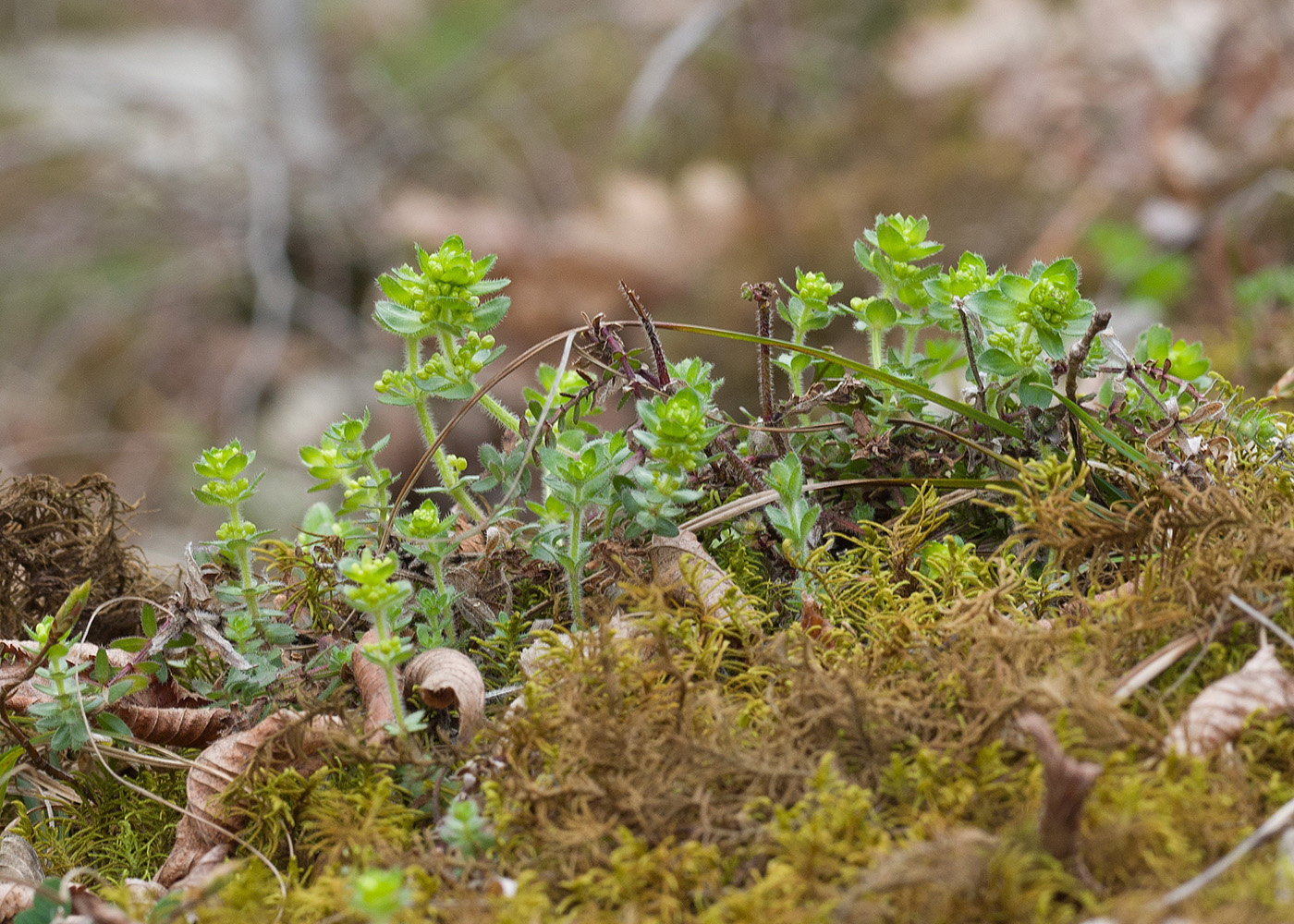 Image of Cruciata laevipes specimen.