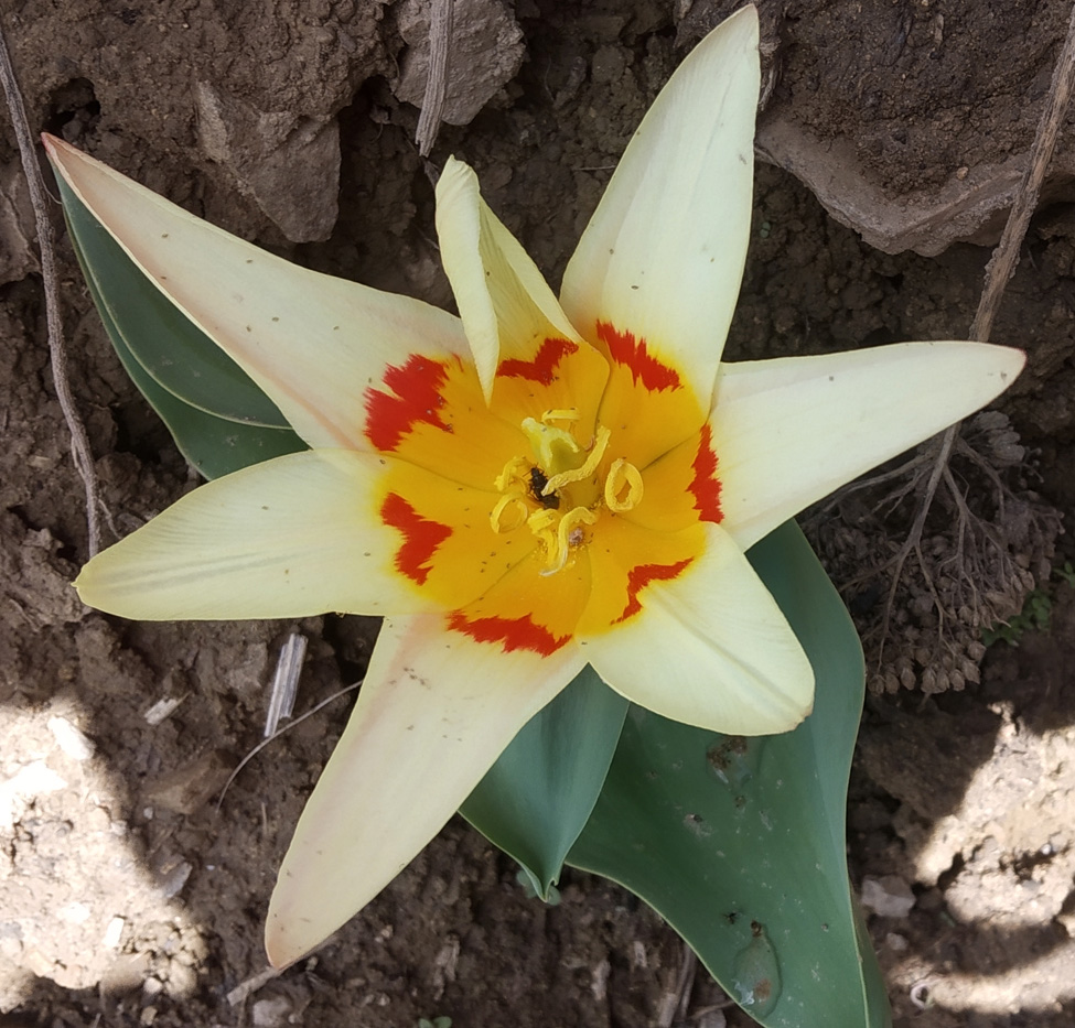 Image of Tulipa kaufmanniana specimen.