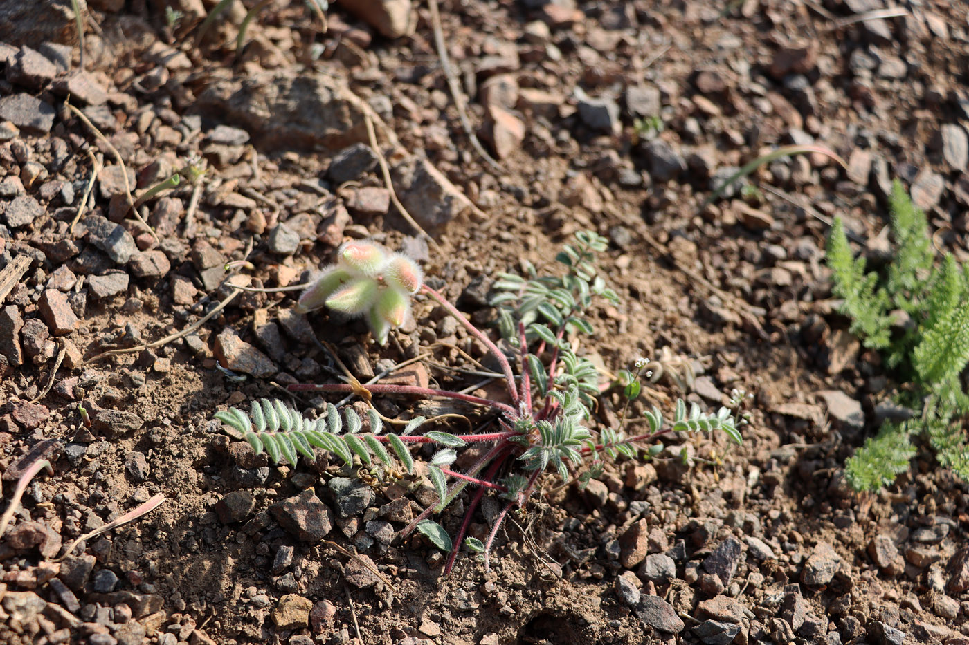 Изображение особи Oxytropis gymnogyne.