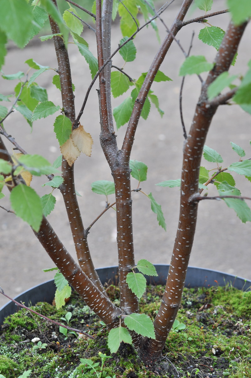 Изображение особи Betula × zabelii.