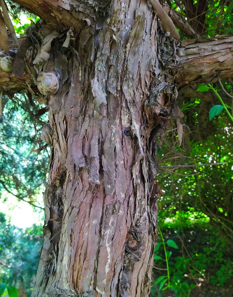 Изображение особи Juniperus virginiana.
