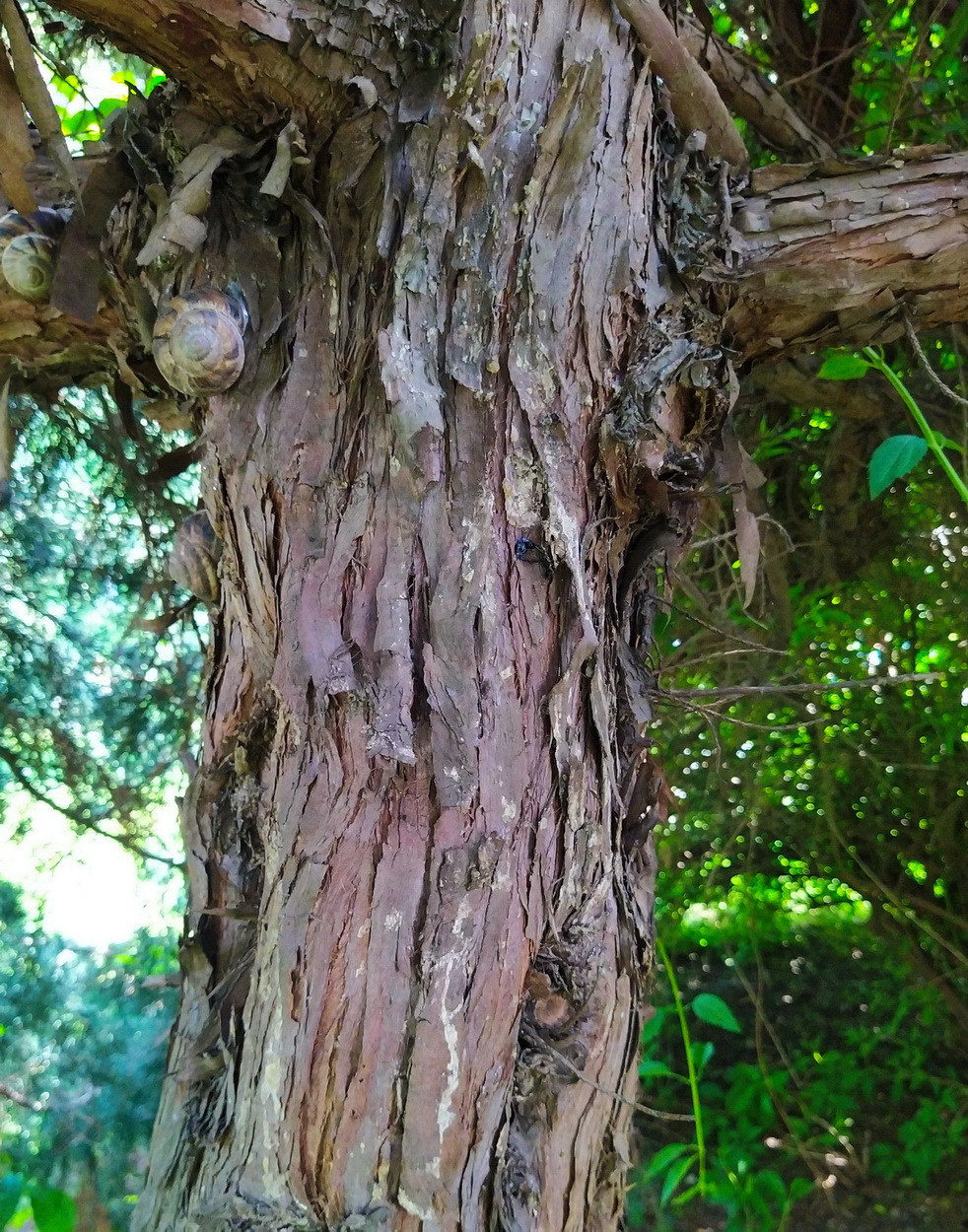 Image of Juniperus virginiana specimen.