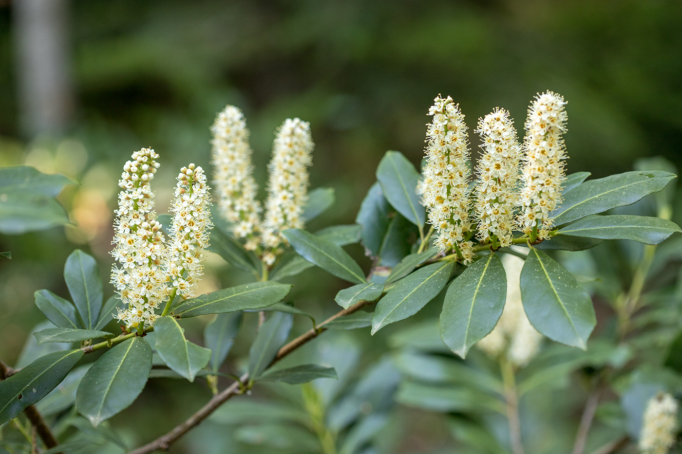 Image of Lauro-cerasus officinalis specimen.