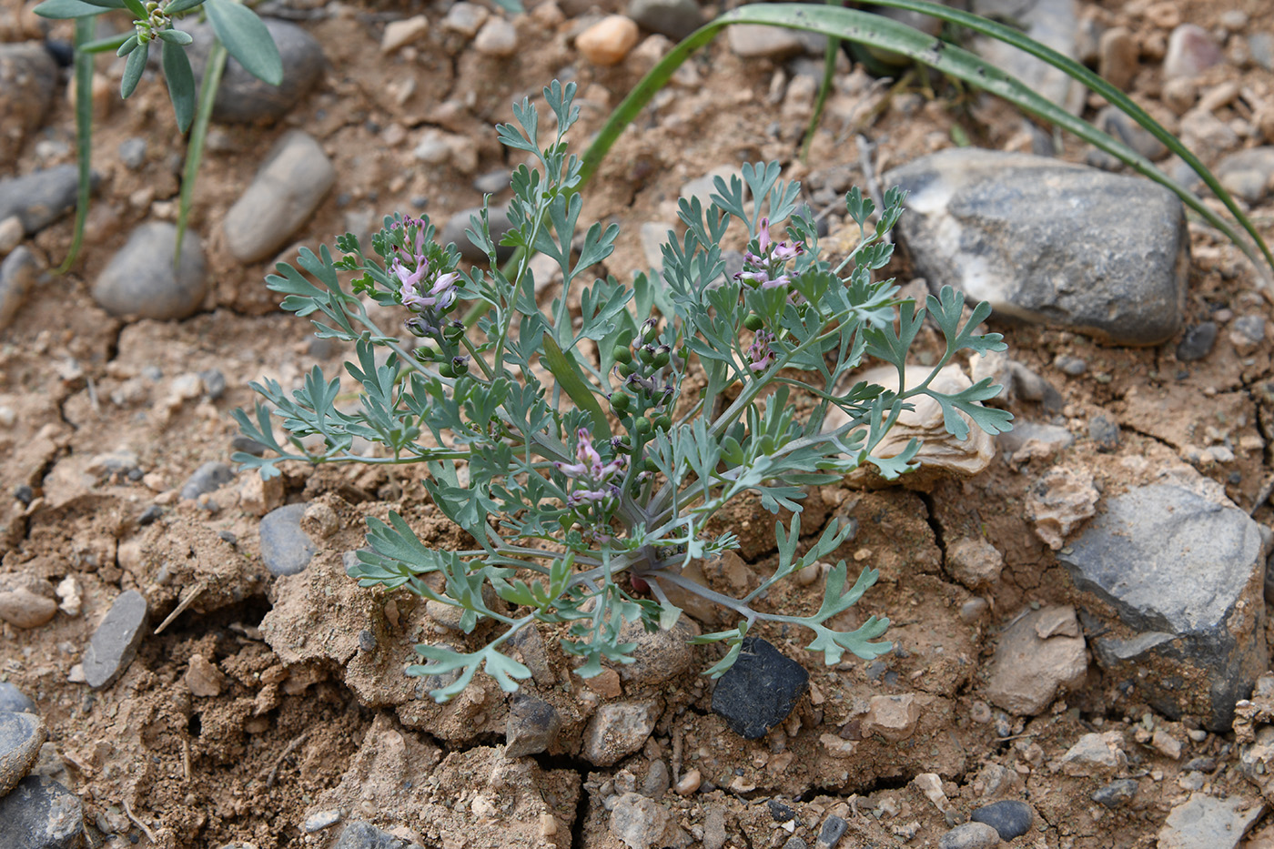 Image of genus Fumaria specimen.