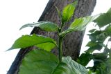 Populus &times; sibirica