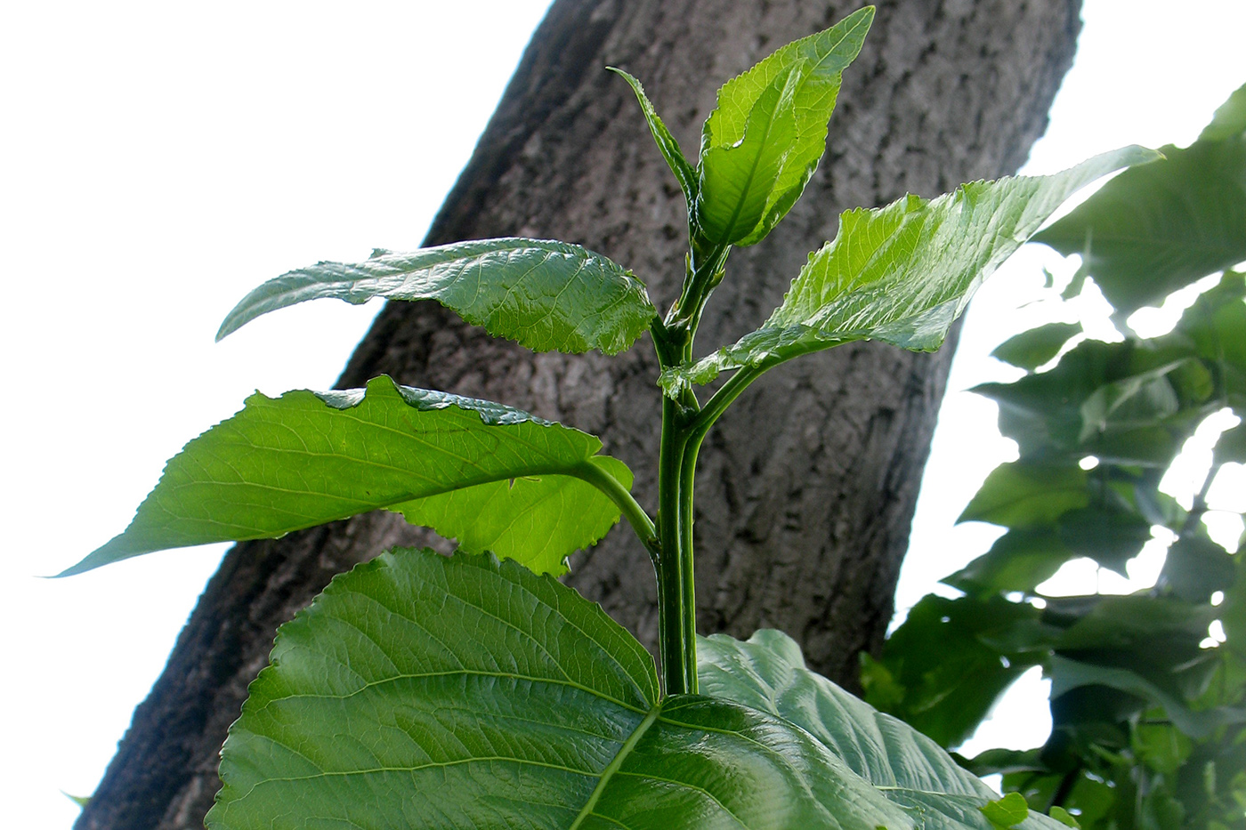 Изображение особи Populus &times; sibirica.