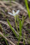 Ornithogalum balansae. Цветущее растение. Карачаево-Черкесия, Зеленчукский р-н, окр. пос. Архыз, долина р. Малая Дукка, ≈ 2200 м н.у.м., сырой луг. 11.06.2023.