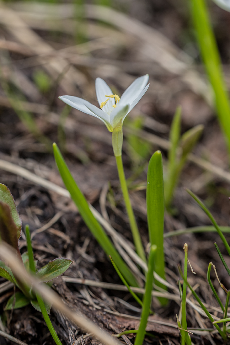 Image of Ornithogalum balansae specimen.