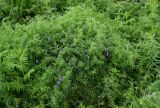 Vicia cracca
