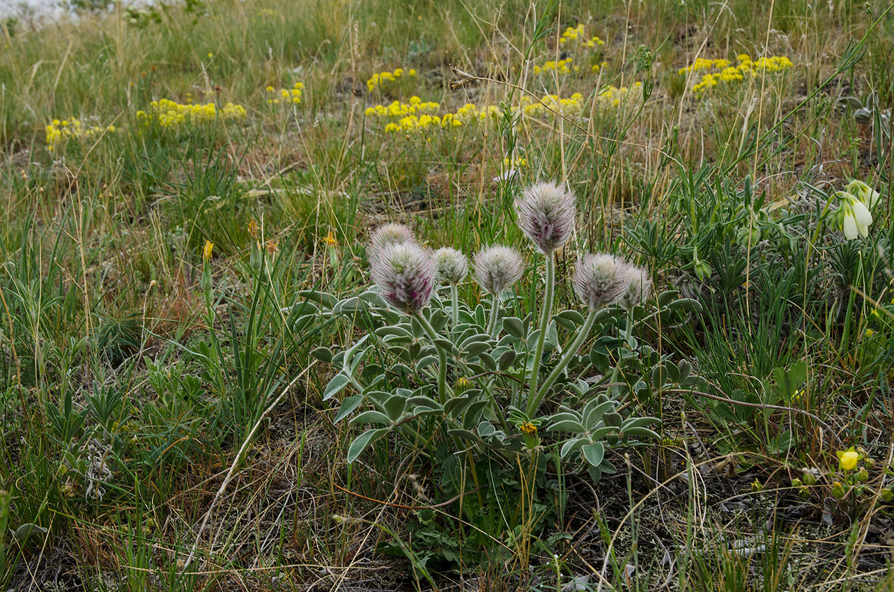 Image of Hedysarum &times; polychromum specimen.