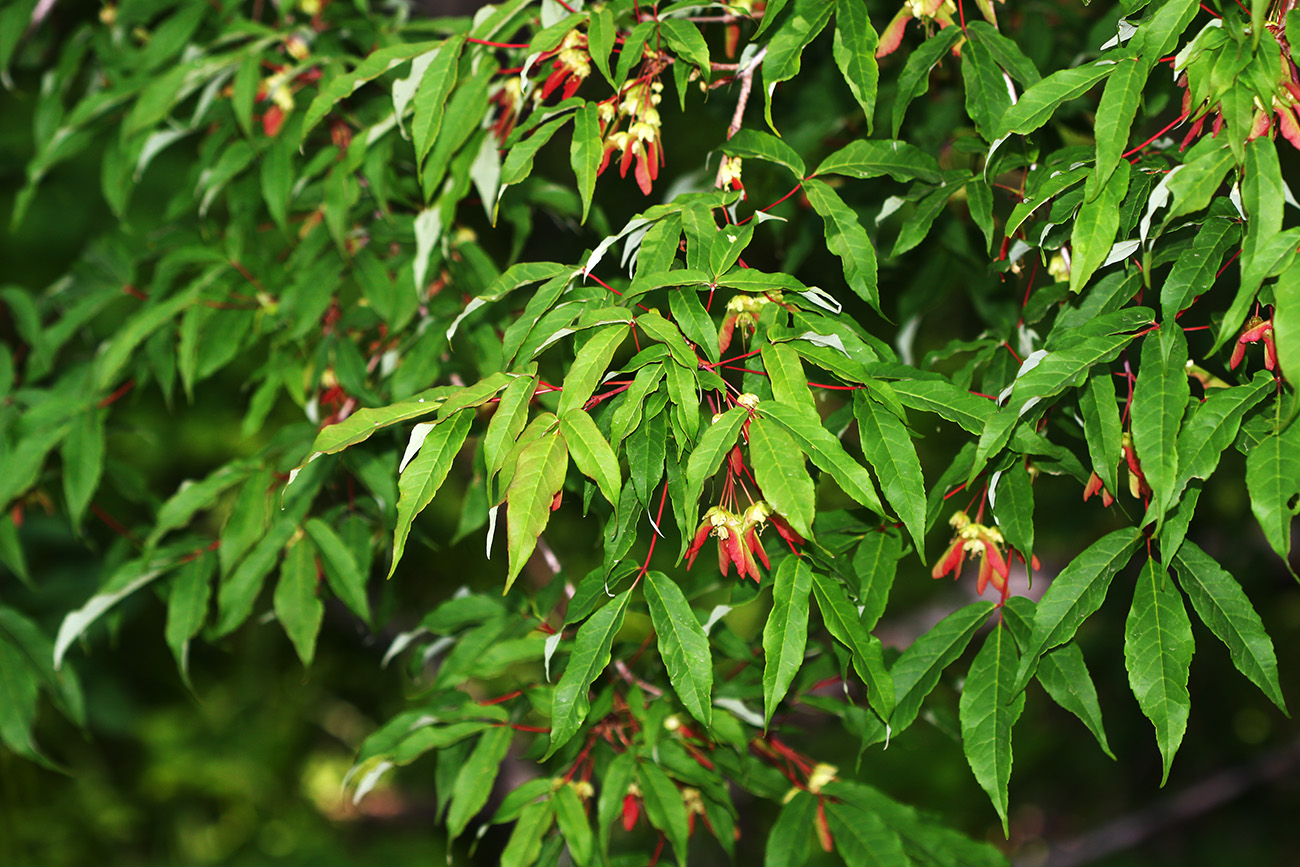 Image of Acer mandshuricum specimen.