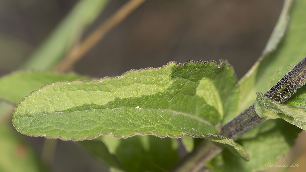 Image of genus Campanula specimen.