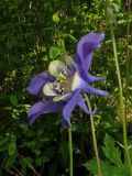 Aquilegia sibirica