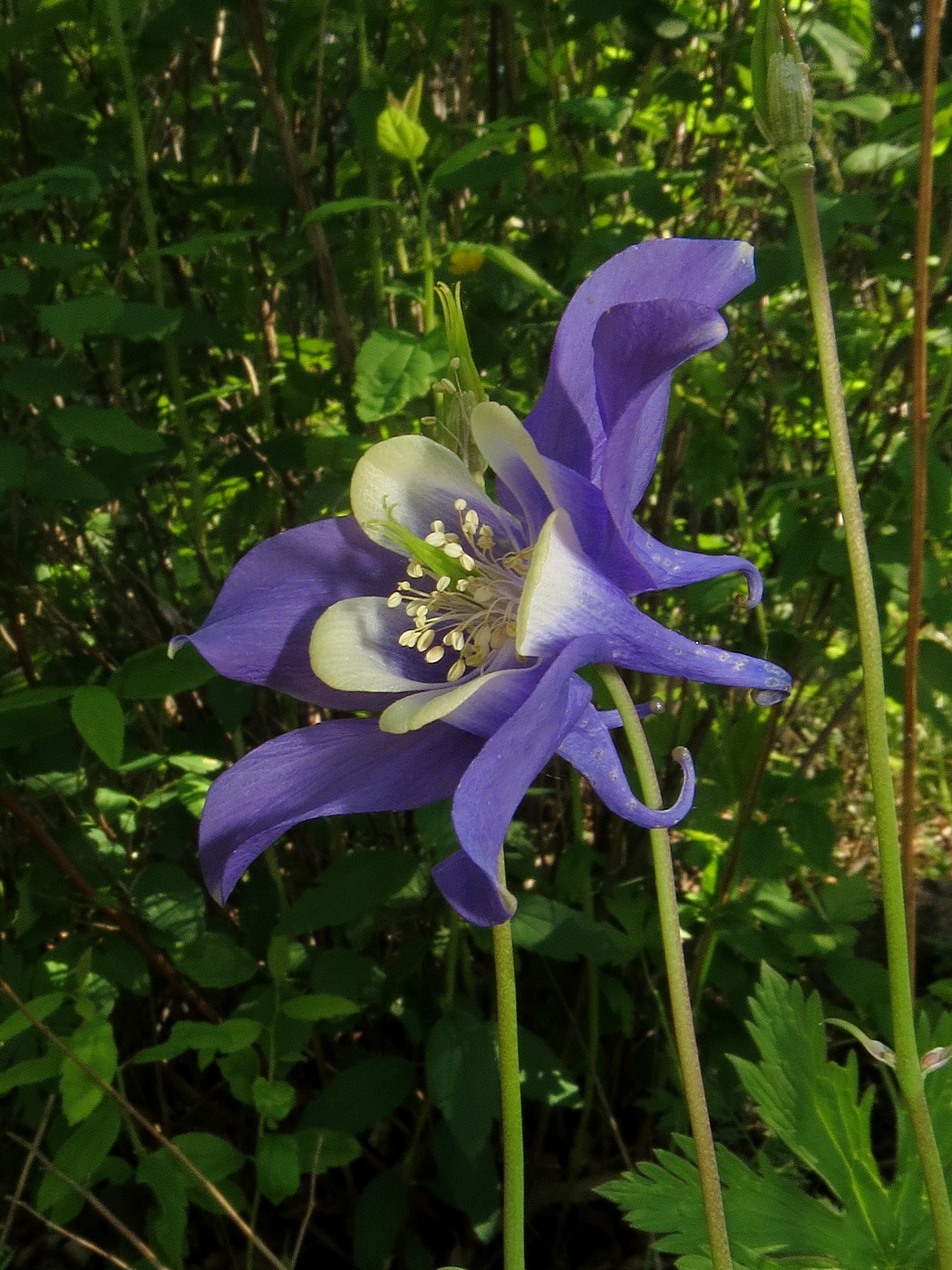 Изображение особи Aquilegia sibirica.